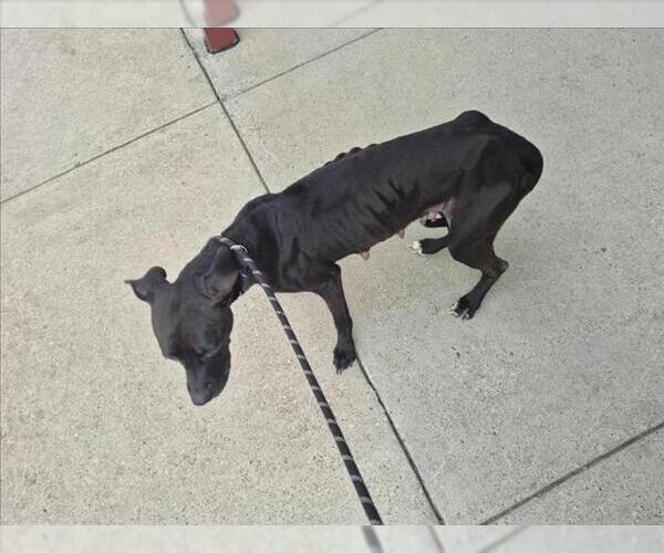 Medium Photo #1 Mutt Puppy For Sale in Texas City, TX, USA