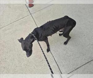 Mutt Dogs for adoption in Texas City, TX, USA