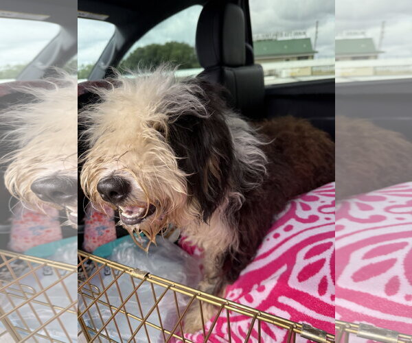 Medium Photo #8 Bernedoodle Puppy For Sale in Valrico, FL, USA