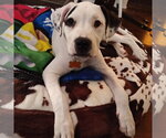 Small #2 American Staffordshire Terrier-Great Pyrenees Mix