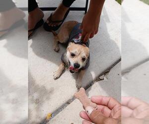 Mutt Dogs for adoption in San Antonio, TX, USA