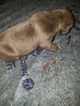 Small Photo #20 American Pit Bull Terrier Puppy For Sale in GRIFFIN, GA, USA