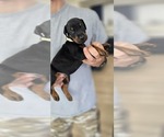 Puppy White collar Doberman Pinscher