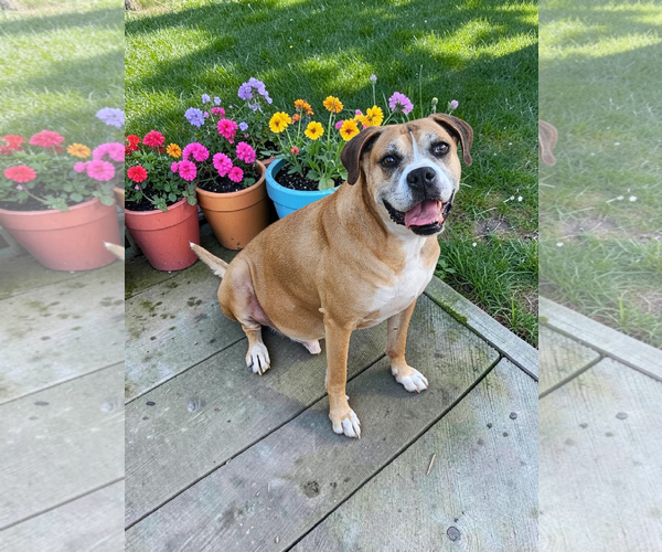 Medium Photo #13 Boxer-Unknown Mix Puppy For Sale in McKinney, TX, USA