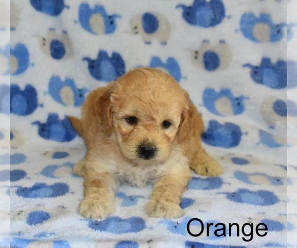 Medium Photo #2 Goldendoodle (Miniature) Puppy For Sale in LIBERTY, NC, USA