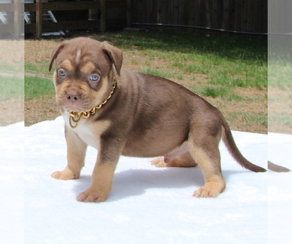 Medium Photo #2 American Bully Puppy For Sale in JOHNS ISLAND, SC, USA