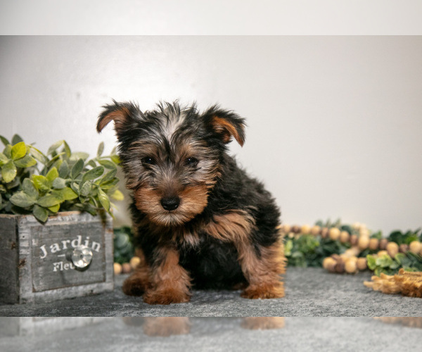 Medium Photo #3 Yorkshire Terrier Puppy For Sale in MONROE, IN, USA