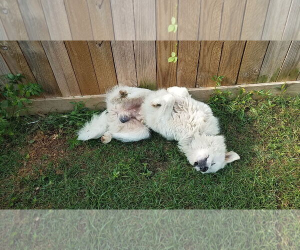 Medium Photo #55 Chow Chow-Great Pyrenees Mix Puppy For Sale in Houston, TX, USA