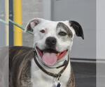 Small #1 American Pit Bull Terrier
