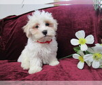Small Photo #1 Cavachon Puppy For Sale in SHILOH, OH, USA