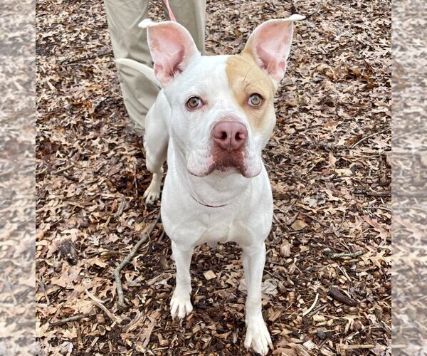 Medium Photo #18 American Bulldog-Unknown Mix Puppy For Sale in Canton, CT, USA