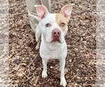 Small #17 American Bulldog Mix