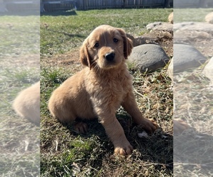 Golden Retriever Puppy for sale in BEECH GROVE, IN, USA