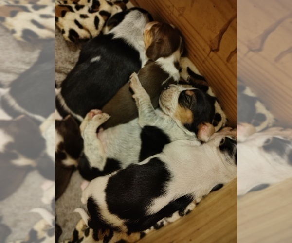 Medium Photo #22 Beagle Puppy For Sale in BOWLING GREEN, MO, USA