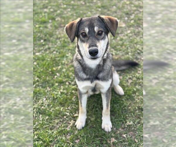 Medium Photo #2 German Shepherd Dog-Unknown Mix Puppy For Sale in Conroe, TX, USA