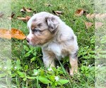 Small #7 Miniature Australian Shepherd