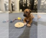 Small #3 Rhodesian Ridgeback