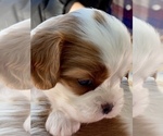 Small Photo #4 Cavalier King Charles Spaniel Puppy For Sale in MONTECITO, CA, USA