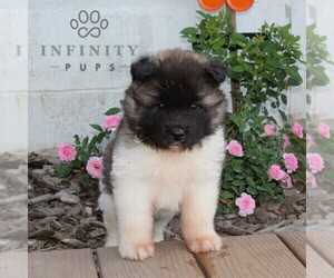 Akita Puppy for sale in CHRISTIANA, PA, USA
