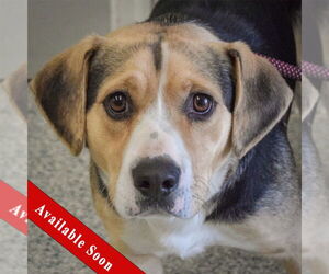 Bagle Hound Dogs for adoption in Huntley, IL, USA