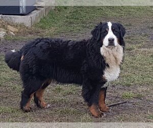 Mother of the Bernese Mountain Dog puppies born on 09/09/2023