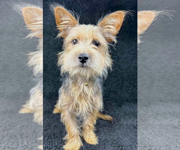 Medium Photo #3 Mutt Puppy For Sale in Grafton, WI, USA