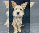 Small #2 Mutt