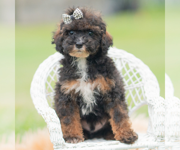 Medium Photo #59 Poodle (Miniature) Puppy For Sale in WARSAW, IN, USA