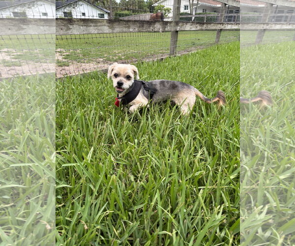 Medium Photo #3 Shih Tzu-Unknown Mix Puppy For Sale in Miami, FL, USA