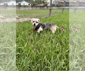 COURTESY POST: Beanie - Male Shih Tzu-Unknown Mix Dog for Adoption - Photo #3