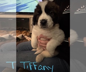Saint Bernard Puppy for sale in HANNIBAL, MO, USA