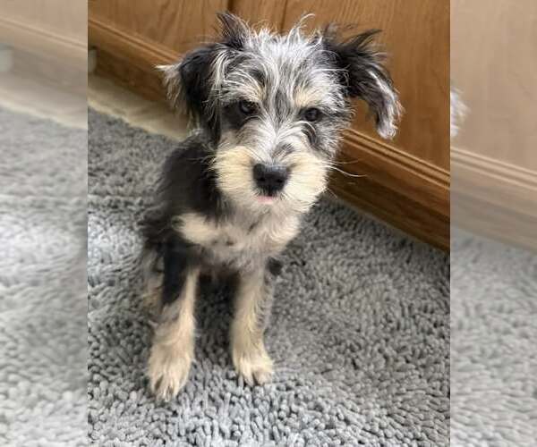 Medium Photo #7 Mutt Puppy For Sale in Fort Worth, TX, USA