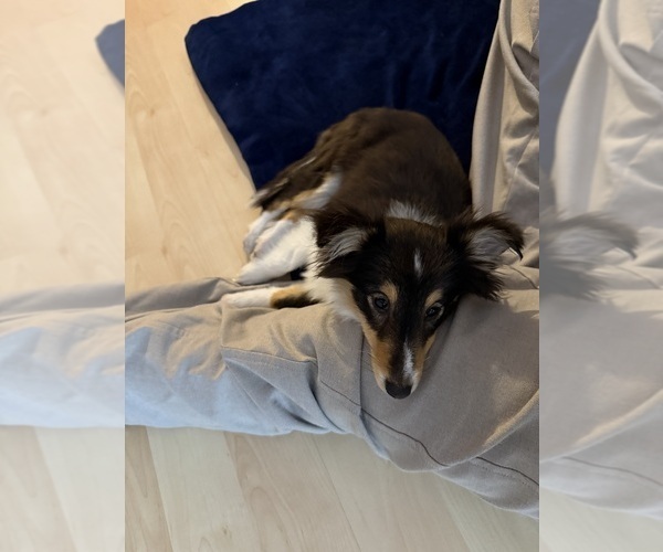 Medium Photo #5 Shetland Sheepdog Puppy For Sale in BURBANK, CA, USA