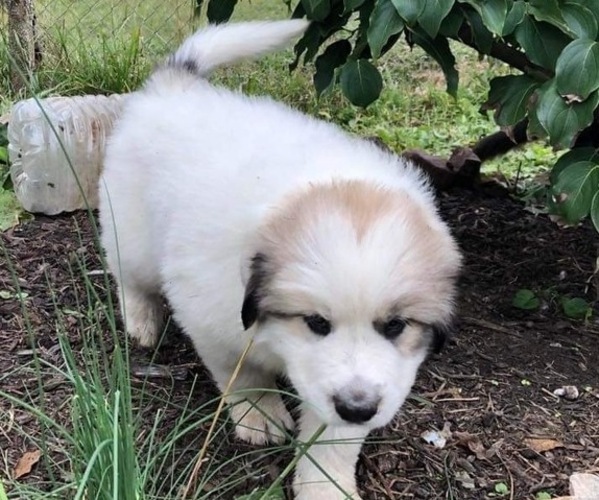 Medium Photo #4 Great Pyrenees Puppy For Sale in FRAKES, KY, USA