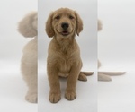 Small Photo #18 Golden Retriever Puppy For Sale in OCALA, FL, USA