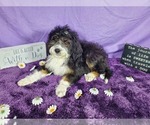 Small Photo #66 Bernedoodle-Poodle (Toy) Mix Puppy For Sale in BLACK FOREST, CO, USA