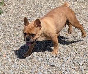 Mother of the French Bulldog puppies born on 05/07/2025
