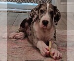 Puppy Brooke Great Dane