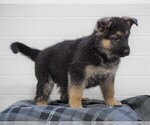 Small #2 German Shepherd Dog