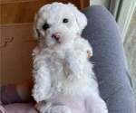 Image preview for Ad Listing. Nickname: Litter of 3