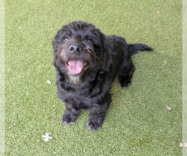 Medium Photo #1 Poodle (Miniature)-Unknown Mix Puppy For Sale in San Martin, CA, USA