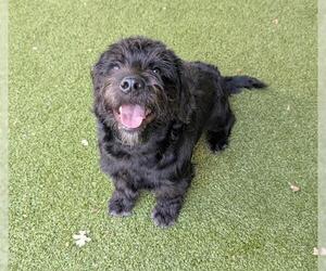 Poodle (Miniature)-Unknown Mix Dogs for adoption in San Martin, CA, USA