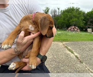 Medium Rhodesian Ridgeback