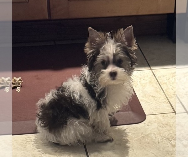 Medium Photo #2 Yorkshire Terrier Puppy For Sale in CAMBY, IN, USA
