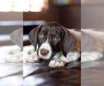 Small Photo #6 German Shorthaired Pointer Puppy For Sale in MARANA, AZ, USA