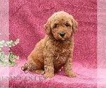 Small #3 Goldendoodle (Miniature)