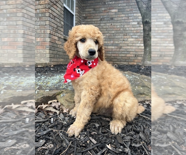 Medium Photo #1 Poodle (Standard) Puppy For Sale in CHARLESTON, AR, USA