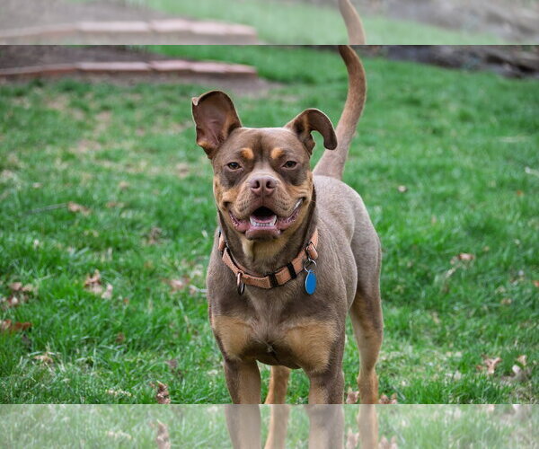 Medium Photo #2 American Staffordshire Terrier-Boston Terrier Mix Puppy For Sale in Arlington, VA, USA