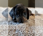 Small #1 Dachshund