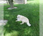 Small Photo #46 English Cream Golden Retriever Puppy For Sale in NORTHWOOD, OH, USA